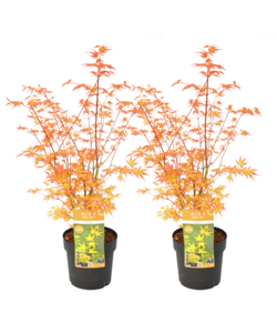 Acer palmatum 'Katsura' - Set of 2 - Japanese Maple - ø19cm - Height 60-70cm