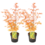 Acer palmatum 'Katsura' - Set di 2 - Acero giapponese - ⌀19cm -Altezza 60-70cm