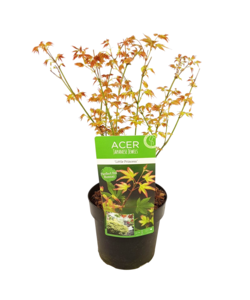 Acer palmatum 'Little Princess' - Japanse Esdoorn - Pot 19cm - Hoogte 45-55cm