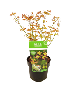 Acer palmatum 'Petite princesse' - Erable japonais - Pot 19cm - Hauteur 45-55cm