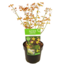 Acer palmatum 'Petite princesse' - Erable japonais - Pot 19cm - Hauteur 45-55cm