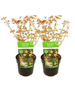 Acer palmatum 'Little Princess' - Set di 2 - Acero - Vaso 19cm - Altezza 45-55cm