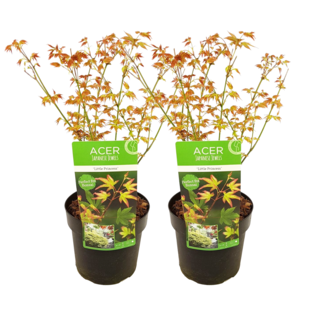 Acer palmatum 'Little Princess' - Set of 2 - Maple - ø19cm - Height 45-55cm