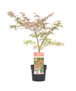 Acer palmatum 'Shirazz' - Arce japonés - Maceta 19 cm - Altura 50-60cm