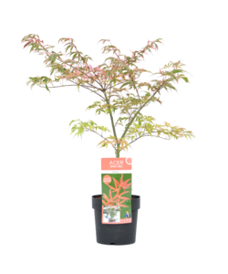 Acer palmatum 'Shirazz' - Japansk Ahorntræ - ⌀19cm - Højde 50-60cm