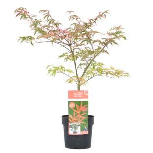 Acer palmatum 'Shirazz' - Japanese Maple - ø19cm - Height 50-60cm