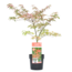 Acer palmatum 'Shirazz' - Acero giapponese - Vaso 19cm - Altezza 50-60cm