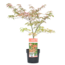 Acer palmatum 'Shirazz' - Japanse Esdoorn - Pot 19cm - Hoogte 50-60cm