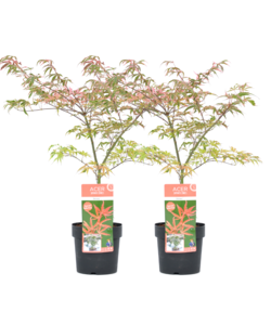 Acer palmatum 'Shirazz' - 2x - Japanse Esdoorn - Pot 19cm - Hoogte 50-60cm