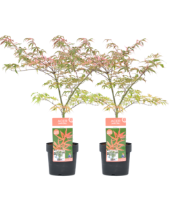 Acer palmatum 'Shirazz' - Sæt med 2 - Japansk Ahorntræ - ⌀19cm - Højde 50-60 cm