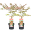 Acer palmatum 'Shirazz' - 2x - Acero giapponese - Vaso 19cm - Altezza 50-60cm