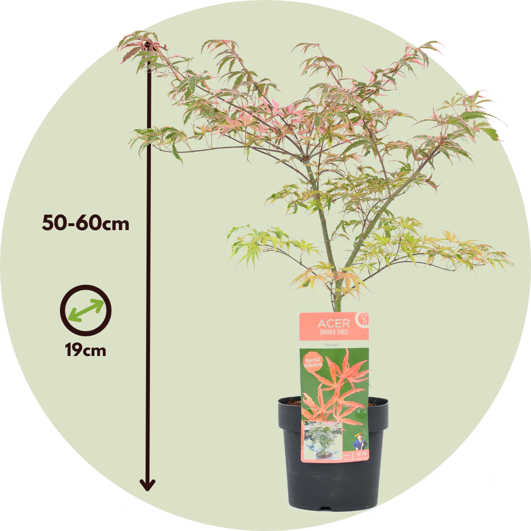 Acer palmatum 'Shirazz' - 2x - Acero giapponese - Vaso 19cm