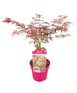 Acer palmatum 'Extravaganza' - Japanese Maple - ø19cm - Height 50-60cm