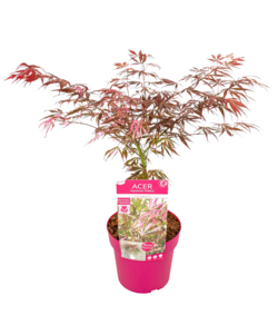 Acer palmatum 'Extravaganza' - Japanse Esdoorn - Pot 19cm - Hoogte 50-60cm
