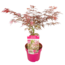 Acer palmatum 'Extravaganza' - Acero giapponese - Vaso 19cm - Altezza 50-60cm