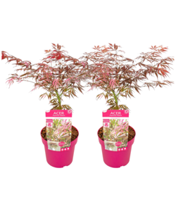 Acer palmatum 'Extravaganza' - Ahorn - 2er Set - Topf 19cm - Höhe 50-60cm