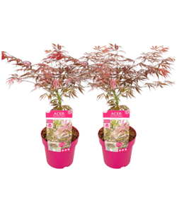 Acer palmatum 'Extravaganza' - Esdoorn - Set van 2 - Pot 19cm - Hoogte 50-60cm