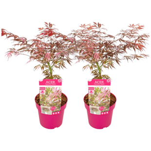 Acer palmatum 'Extravaganza' - Maple - Set of 2 - ø19cm - Height 50-60cm