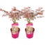 Acer palmatum 'Extravaganza' - Arce - Juego de 2 - ⌀s 19 cm - Altura 50-60cm