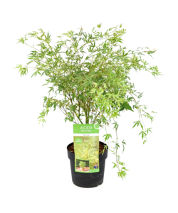 Acer palmatum 'Butterfly' - Acero giapponese - Vaso 19cm - Altezza 50-60cm