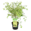 Acer palmatum 'Butterfly' - Japanse Esdoorn - Pot 19cm - Hoogte 50-60cm