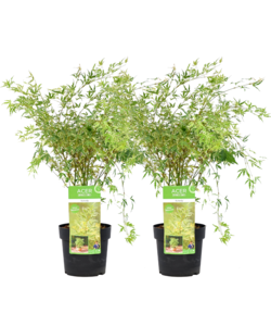 Acer palmatum 'Butterfly' -Japanse Esdoorn -Set van 2 - Pot 19cm -Hoogte 50-60cm