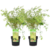 Acer palmatum 'Papillon' -Erable japonais -Lot de 2 - Pot 19cm -Hauteur 50-60cm