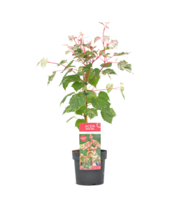 Acer conspicuum 'Red Flamingo' - Bontbladige esdoorn - Pot 19cm - Hoogte 50-60cm