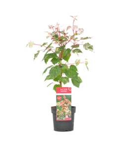 Acer conspicuum 'Red Flamingo' - Japanischer Ahorn - Topf 19cm - Höhe 50-60cm