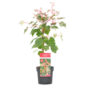 Acer conspicuum 'Red Flamingo' - Japanese Maple - ø19cm - Height 50-60cm