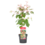 Acer conspicuum 'Red Flamingo' - Acero giapponese - Vaso 19cm - Altezza 50-60cm