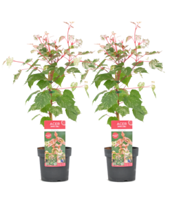 Acer conspicuum 'Red Flamingo' - Ahorn - Menge 2 - Topf 19cm - Höhe 50-60cm