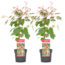 Acer conspicuum 'Red Flamingo' - Acero - Set di 2 - Vaso 19cm - Altezza 50-60cm