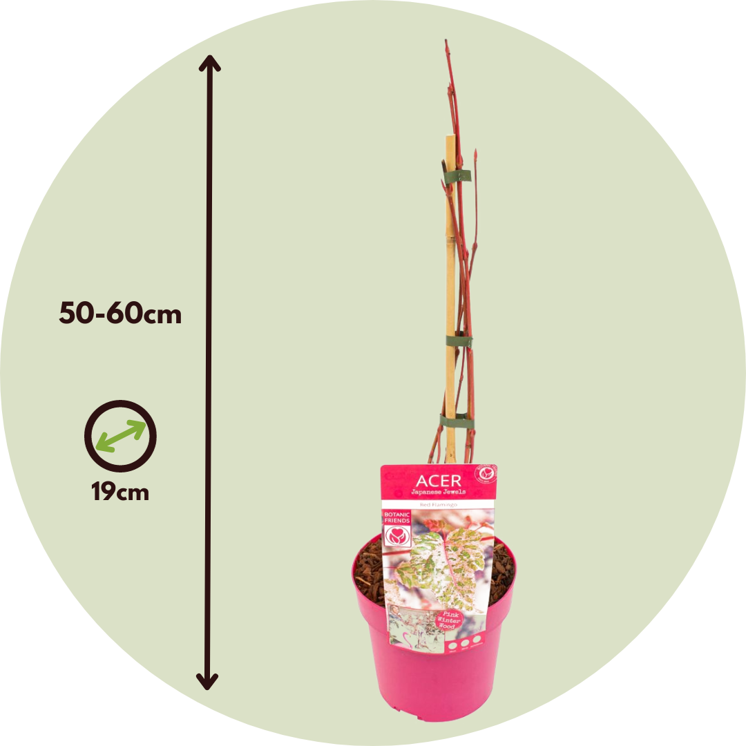 Acer conspicuum 'Red Flamingo' - Acero - Set di 2 - Vaso 19cm