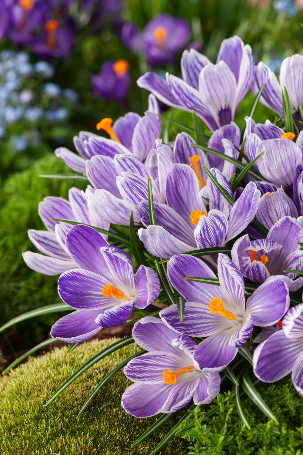 Crocus Pickwick x60 Zwiebeln Krokus Frühblüher Blumenzwiebeln