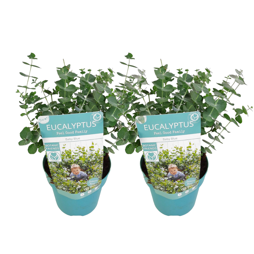 Eucalyptus blue deals