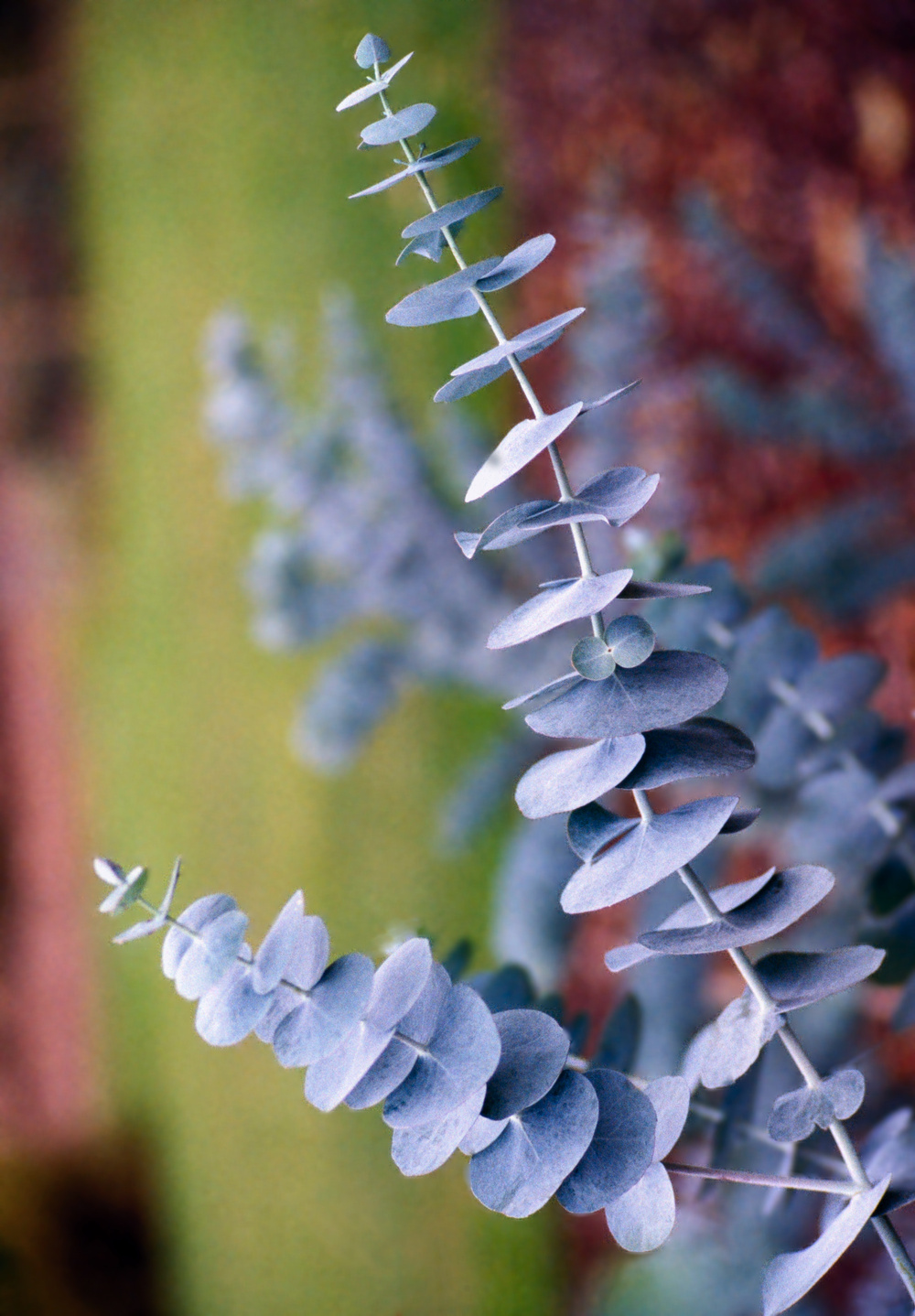 Feuille eucalyptus - Mélusine Paris