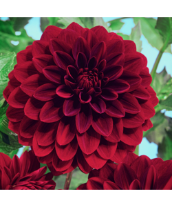 Dahlia 'Arabian Night' - Set of 6 - Summer Flowers - Tubers - Dark Red