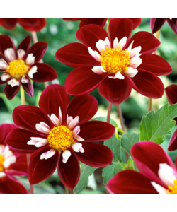 Dahlia Mary Evelyn - Set of 3 - Dahlia Tubers- Summer bloomers -Red/White/Yellow