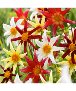 Dahlia 'Honka Mix' - Set of 6 - Dahlia Tubers - Summer bloomers - Multi-colour