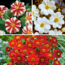 Dahlia 'Sunset Mix' - Set of 5 - Dahlia Tubers - Summer bloomers - Multi-colour
