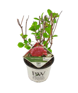 Ortensia hydrangea 'Pink Annabelle' - Rosa - ⌀19 cm - Altezza 40-50 cm