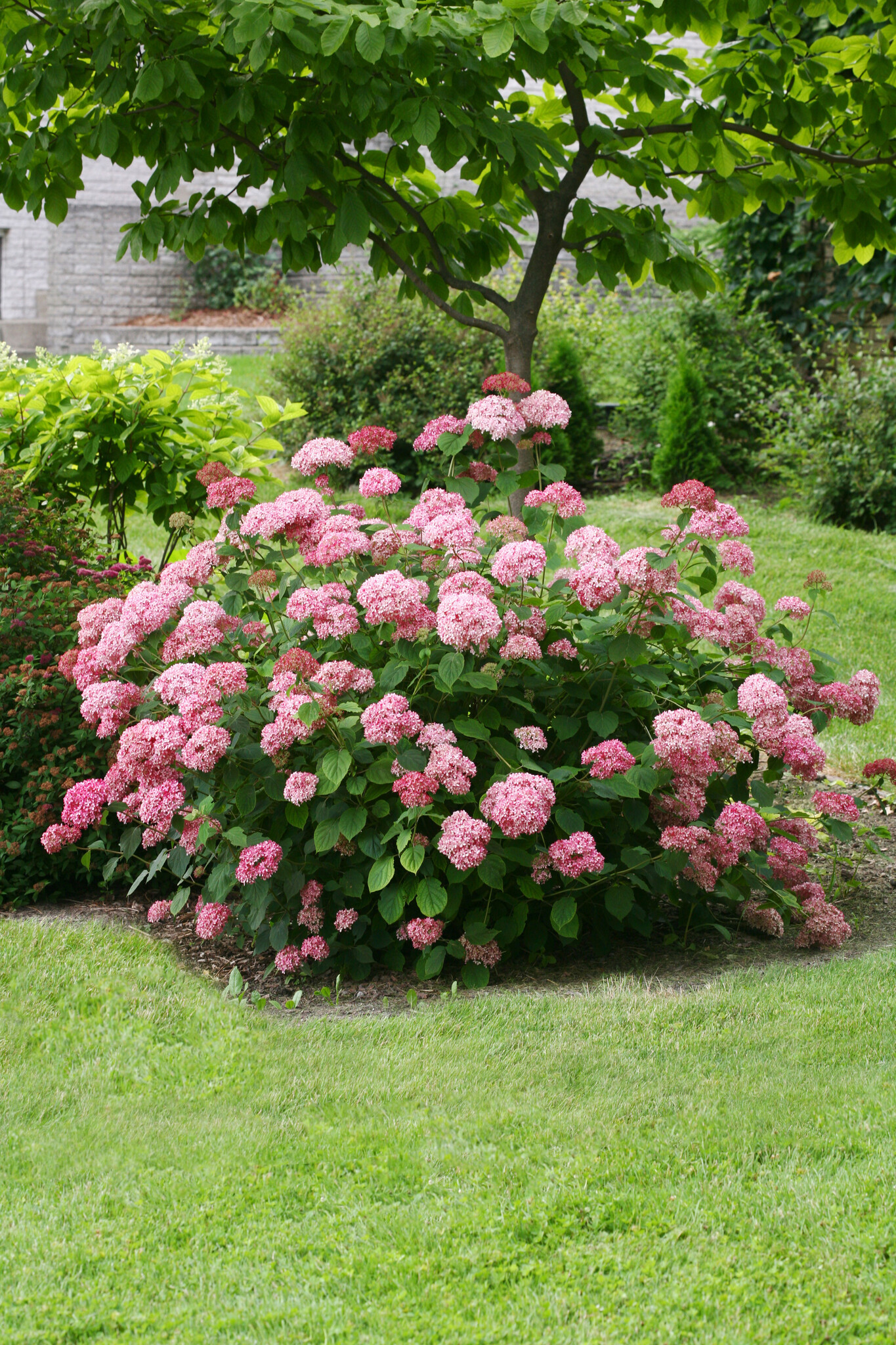 Hydrangea 'Pink Annabelle' - Ortensia - Rosa - ⌀ 19 cm - Altezza