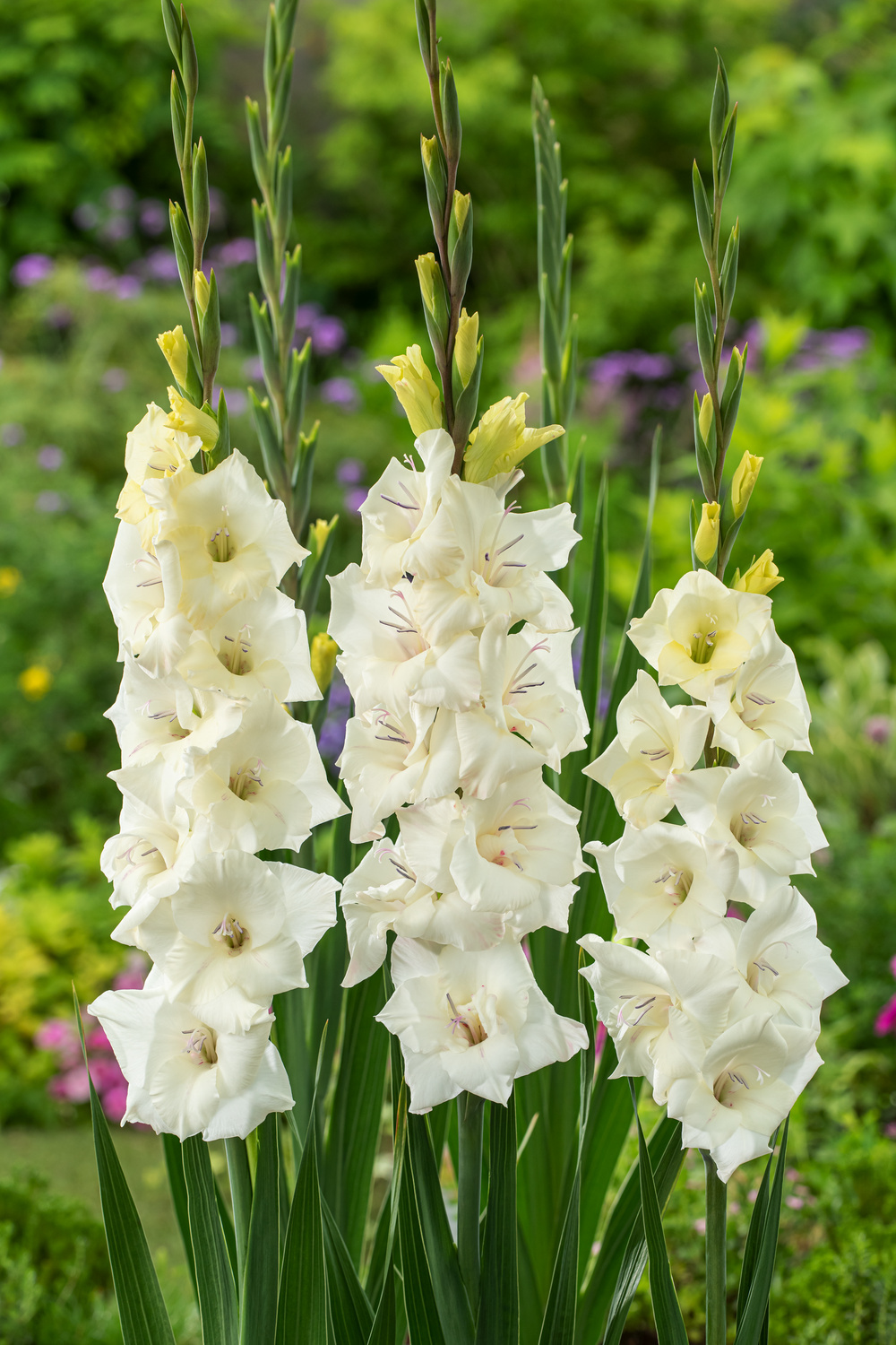 Gladiolus Glamini Amber Mini Gladiolus Set of 21 Garden flowers White