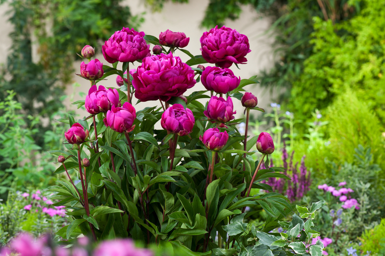 Buy Peonies, Peony 'Karl Rosenfield