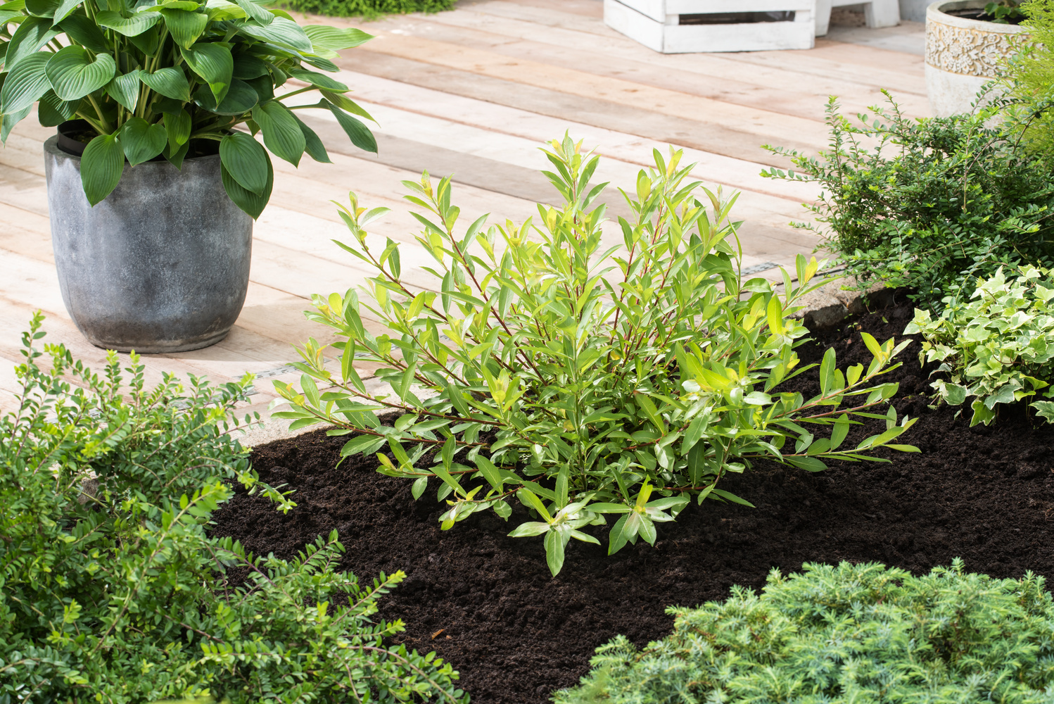 Terrario, un giardino in 40 cm - Passione in verde