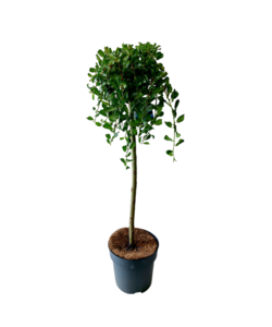Salix Arbuscula - Zwergweide - Baum - ⌀19 cm - Höhe 80-90 cm