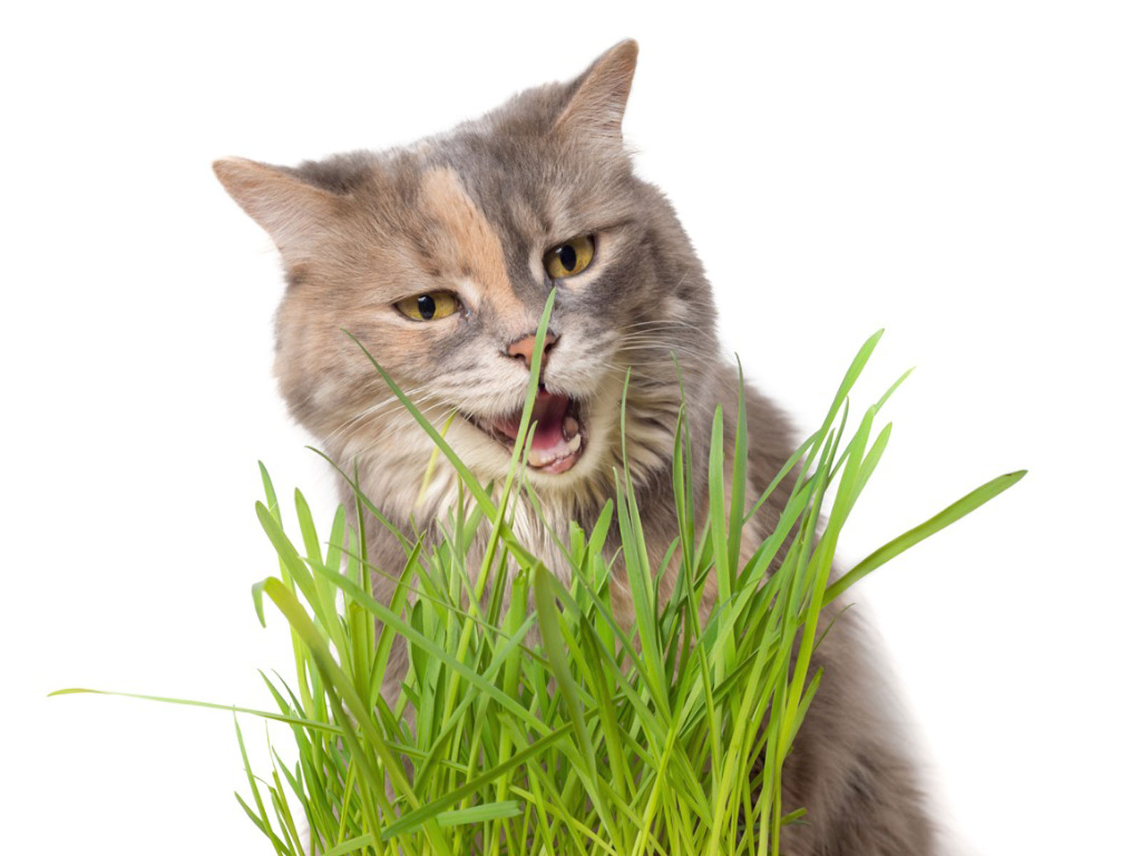 Herbe à chat Cyperus Plante d'intérieur pets friendly – La Green Touch