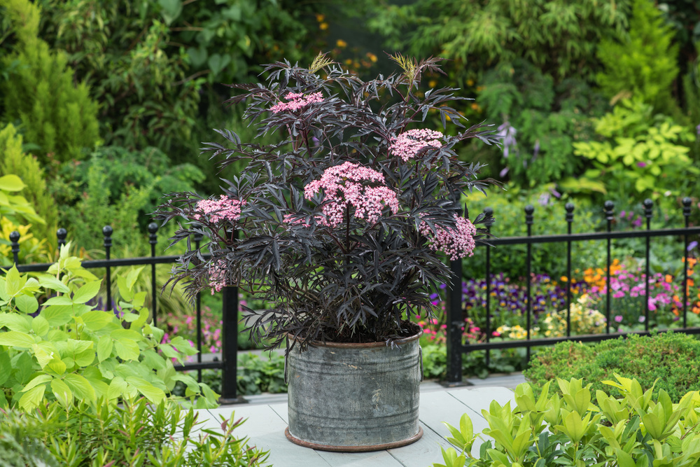 Sambucus nigra Black Lace™, Landscape Plants