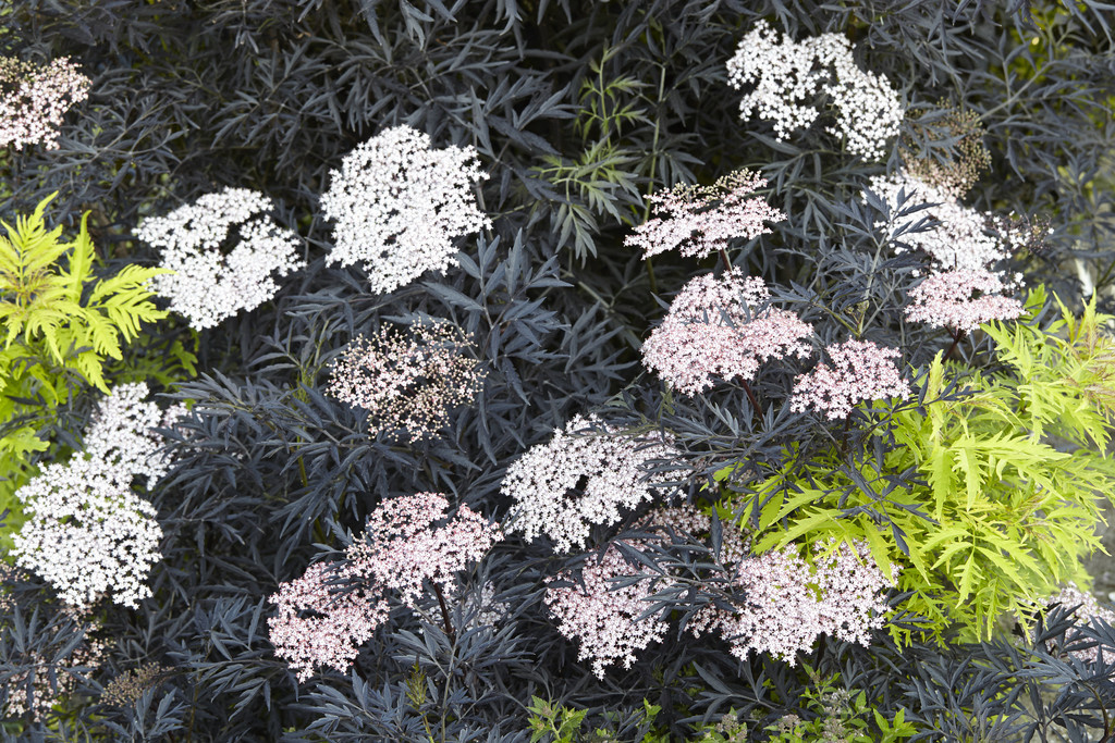 Sambucus nigra 'Black Lace' - Set of 4 - Pot 17cm - Height 25-40cm -  FloraStore